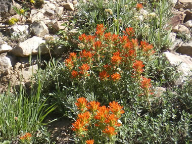 Orange Indian Paint Brush growing in the rocky mountains of Utah above Salt Lake City