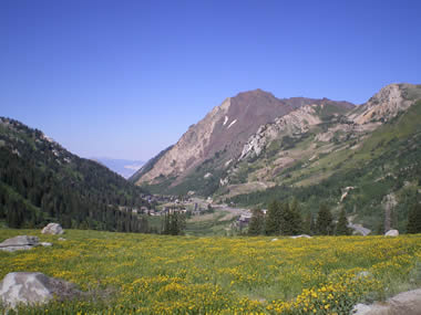 Canyon view with beautiful yellow wild flowers in Utah