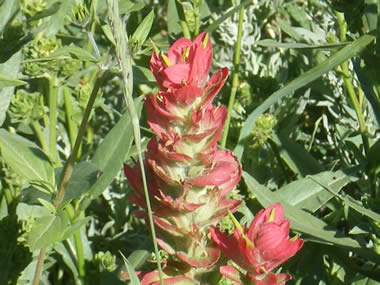 Beautiful red mountain wild flower in the canyon above Salt Lake City Utah.