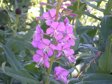 Purple wild flowers growing in the mountains of Utah