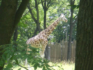 Giraffe at the Bronx Zoo
