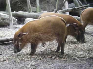 Red Hog at the Bronx Zoo