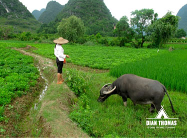 Water buffalo are the work machine of the fields in China